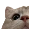 🐱