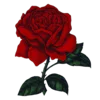 🌹