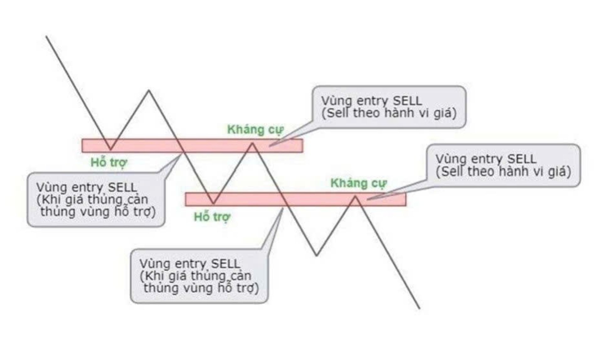 Rùa VÀNG -